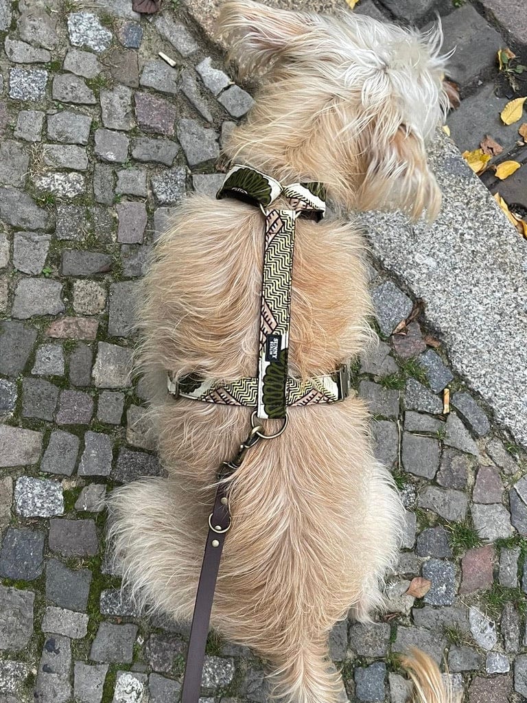 Hellbeiger Hund trägt ein Geschirr von Sunny Berlin mit traditionell afrikanischem Muster in Grüntönen.
