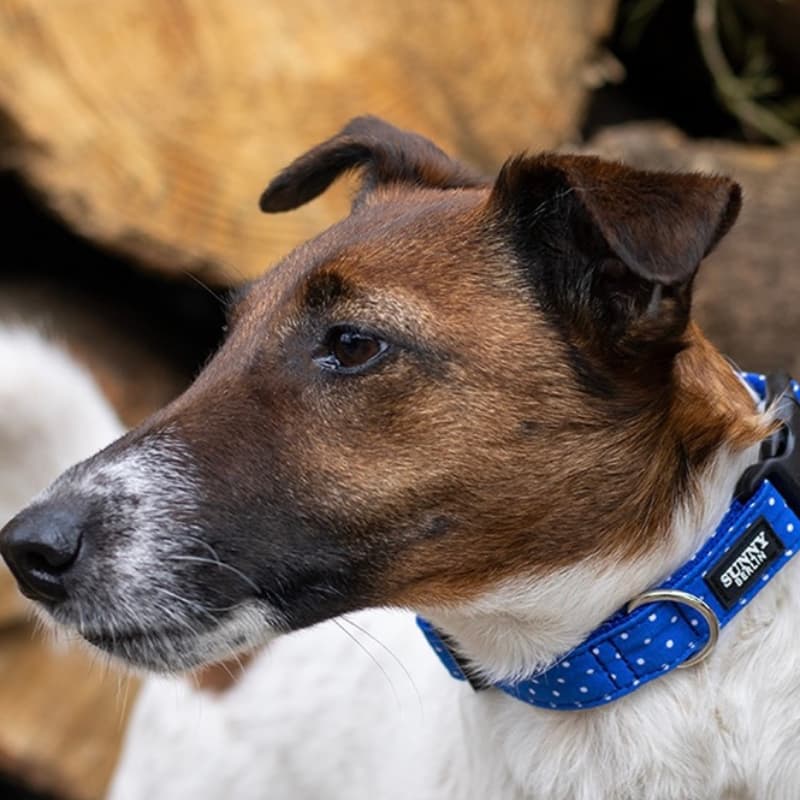 Ein Jack Russel Terrier trägt ein Hundehalsband mit Punktemuster in blau von SUNNY BERLIN