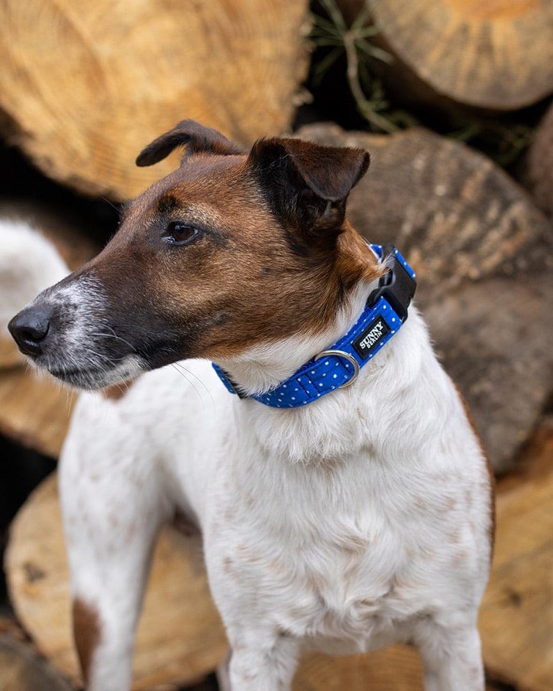 Jack Russel Terrier trägt ein blaues Hundehalsband mit weißen Pünktchen von SUNNY BERLIN