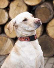 Ein weißer Labrador trägt ein HUndehalsband in rostbraun und Sternemuster von SUNNY BERLIN