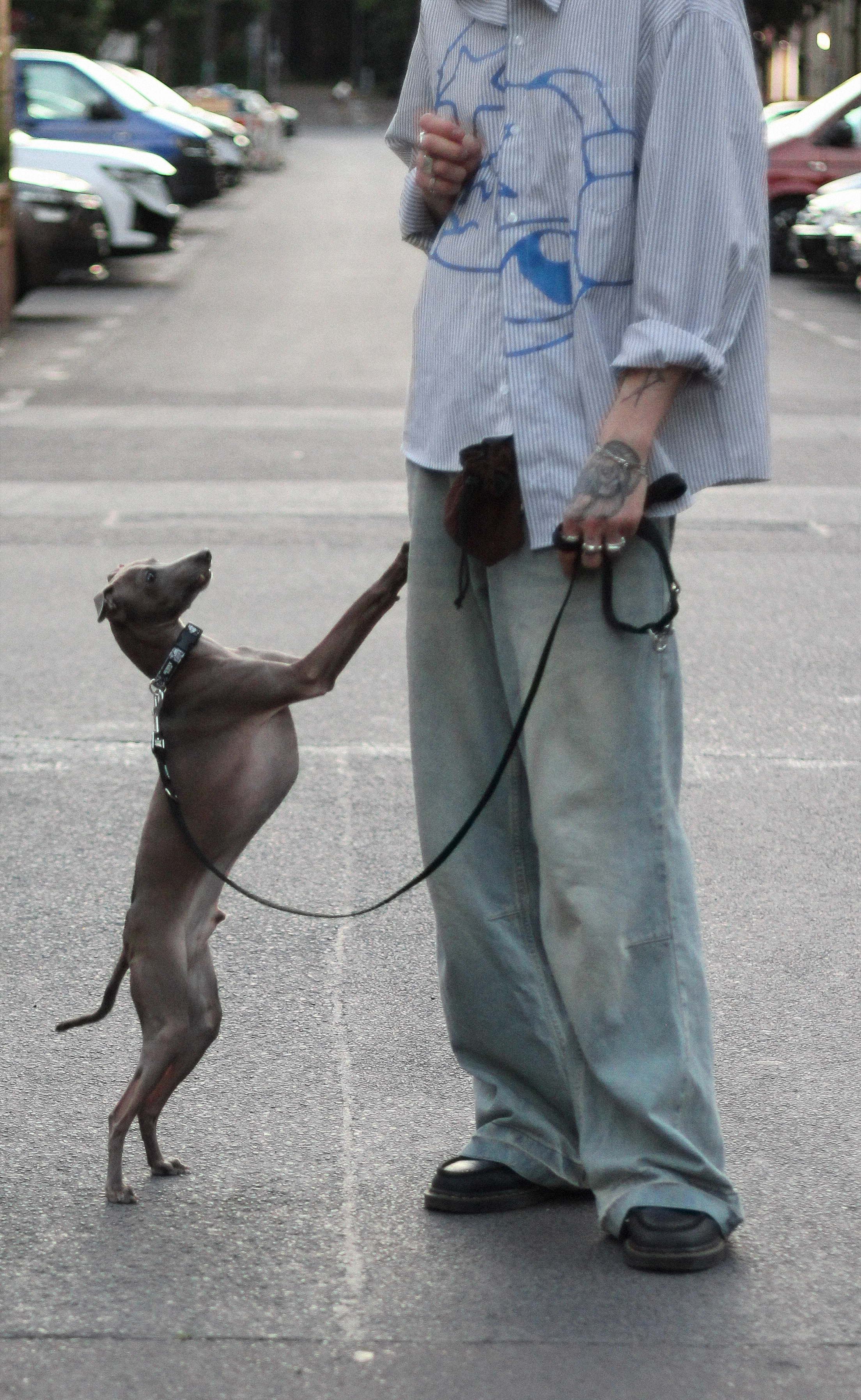 Ein Mann mit einem Windspiel Hund auf der Strasse stehend. Hundehalsband von SUNNY BERLIN