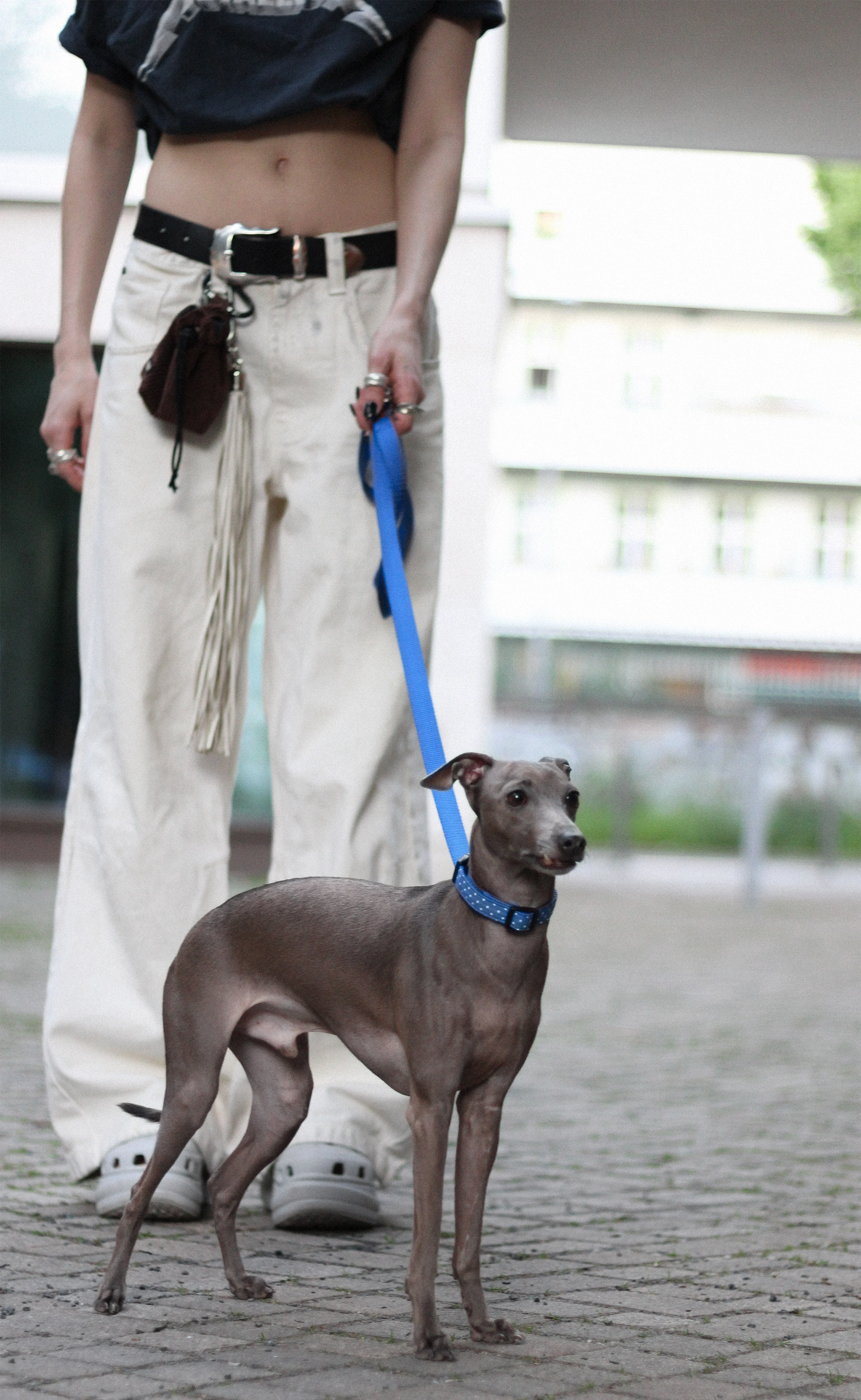 Frau stehend auf Strasse mit Windspiel Hund auf einer Strasse. Der Hund trägt ein blaues Set von SUNNY BERLIN