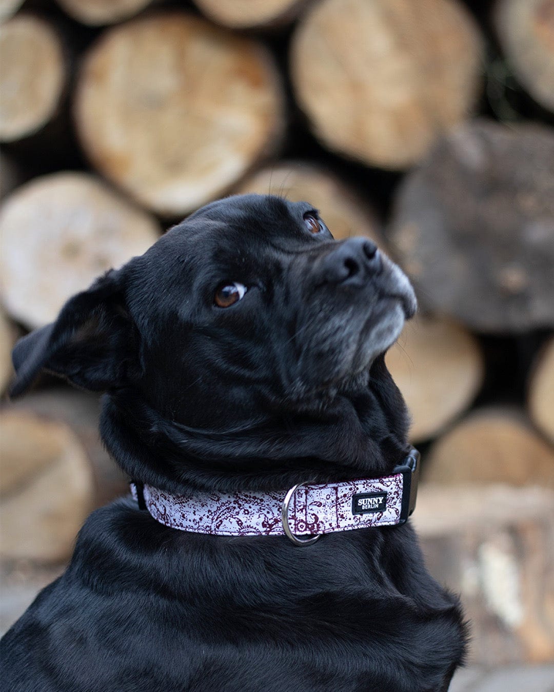 Schwarzer Mops trägt ein Hundehalsband mit Paisley Muster von SUNNY BERLIN