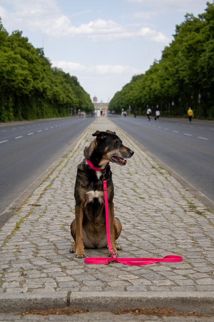 Schäferhund Mix trägt ein Biothane Set in pink von SUNNY BERLIN