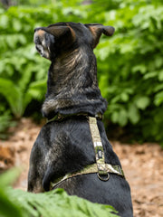 Schäferhund sitzend in der Natur. Er trägt ein Geschirr mit Ethno Muster von SUNNY BERLIN