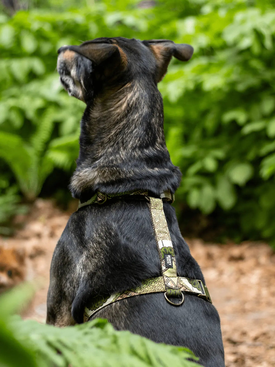 Schäferhund sitzend in der Natur. Er trägt ein Geschirr mit Ethno Muster von SUNNY BERLIN