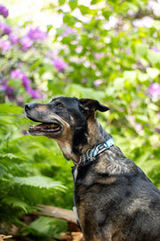 Schäferhund sitzend in der Natur und trägt ein buntes Hundehalsband von SUNNY BERLIN