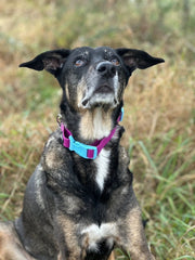 Schäferhund Mix trägt ein veganes Hundehalsband in lila mit hellblauer Kunststoffschließe und silbernen Metallteilen von SUNNY BERLIN