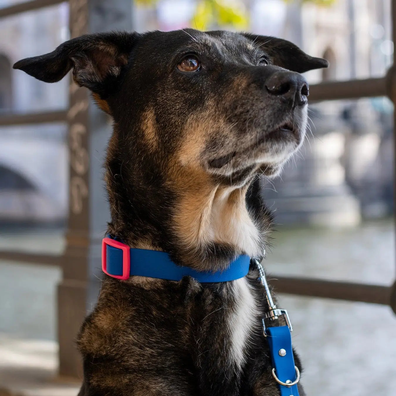 Schäferhund trägt ein wasserfestes Set in Blau und Neonpink von SUNNY BERLIN