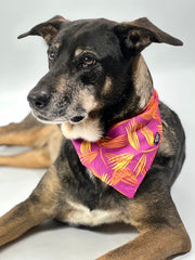 Schäferhund Mischling trägt ein lila Hundehalstuch mit Tropenmuster von SUNNY BERLIN