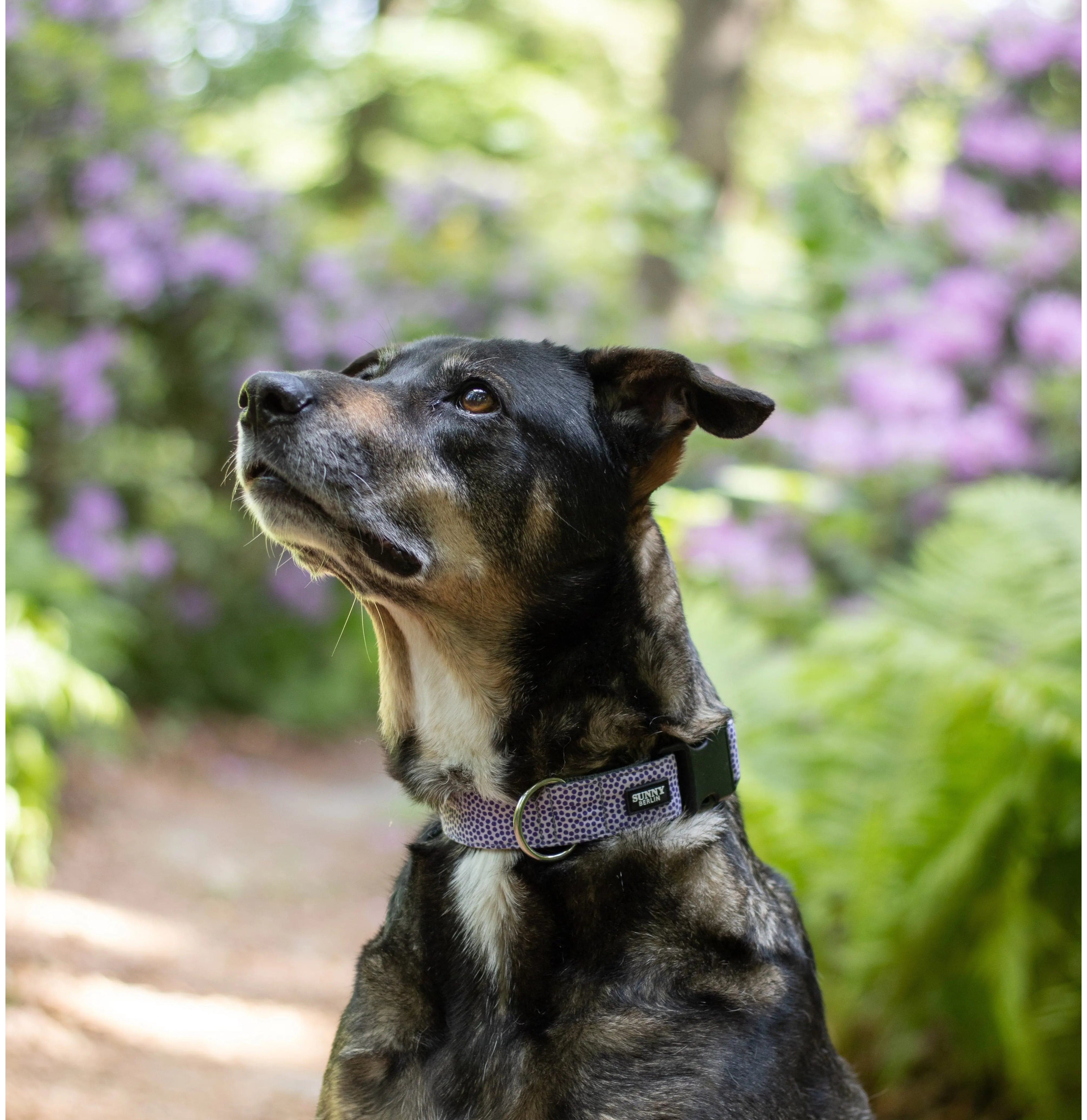 Schäferhund sitzend im Grünen,er trägt ein lilafarbenes Punkte Halsband von SUNNY BERLIN