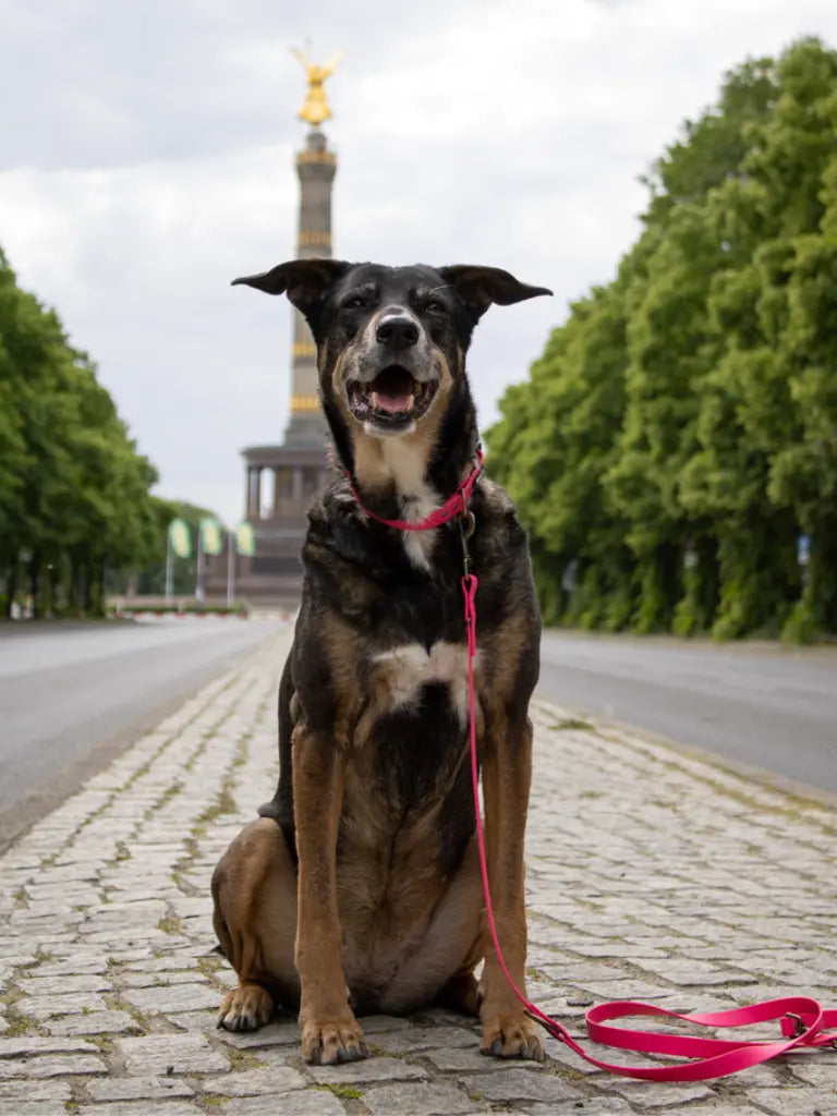 Ein Schäferhund Mischling sitzend vor der Siegessäule mit einem Biothane Set in Pink von SUNNY BERLIN