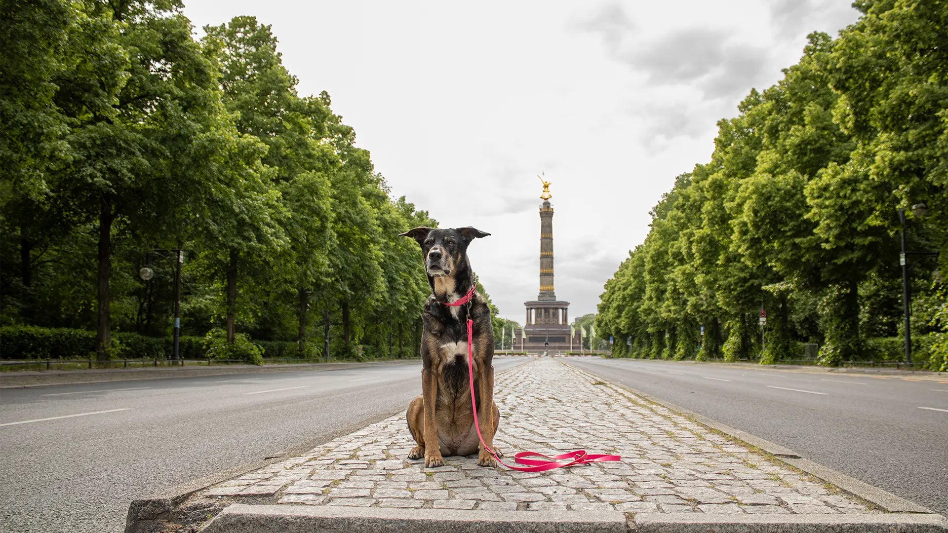 Schäferhund sitzt vor Siegessäule und trägt ein Set in Pink von SUNNY BERLIN