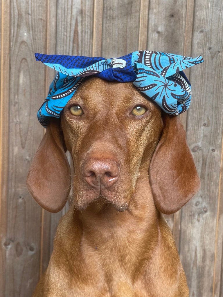 Vizsa trägt ein blaues Hundehalstuch im Ethno Look auf dem Kopf platziert von SUNNY BERLIN