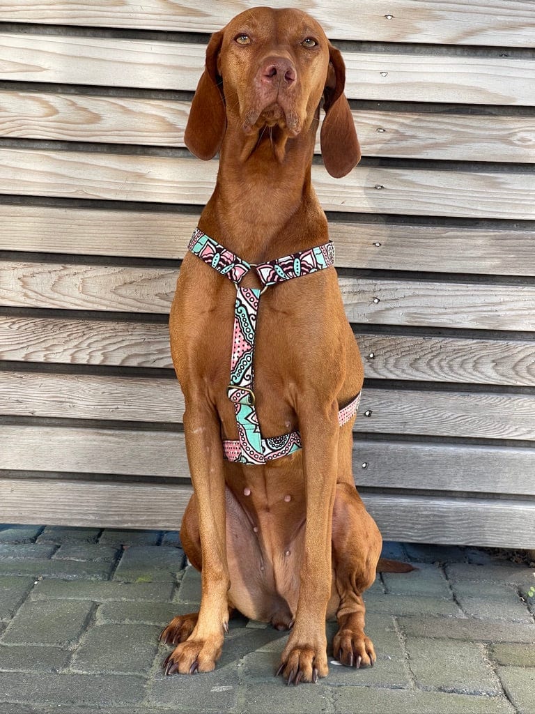Vizsla sitzend vor Bretterwand. er trägt ein geschirr im Ethno Look von SUNNY BERLIN