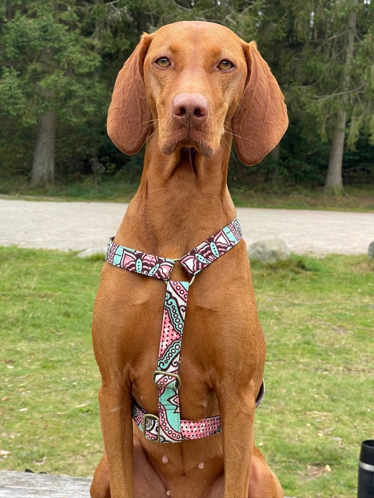 Vizsla trägt Ethno Geschirr im Vintage Look von SUNNY BERLIN