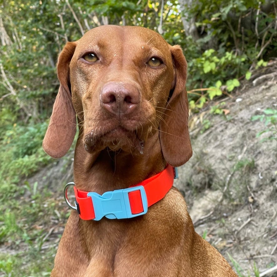 Ein Vizsla trägt ein Halsband in orange mit hellblauer Schließe von SUNNY BERLIN