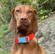 Ein Vizsla trägt ein Halsband in orange mit hellblauer Schließe von SUNNY BERLIN