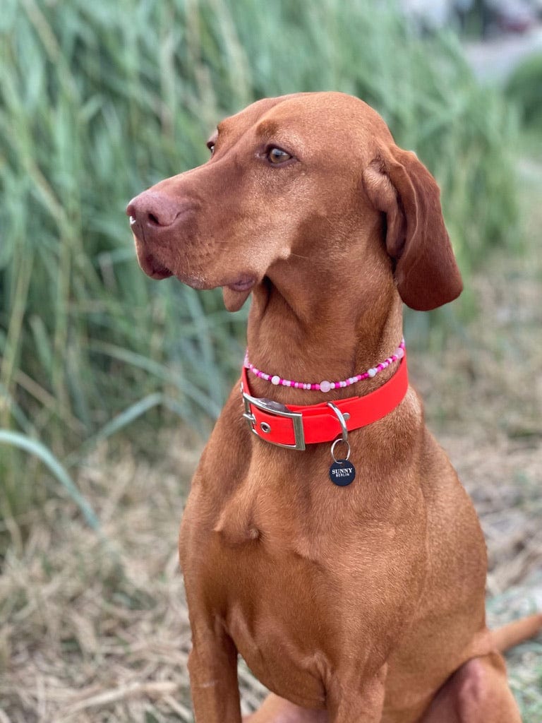 Vizsla trägt eine Perlenkette und ein veganes Hundehalsband in orange von SUNNY BERLIN