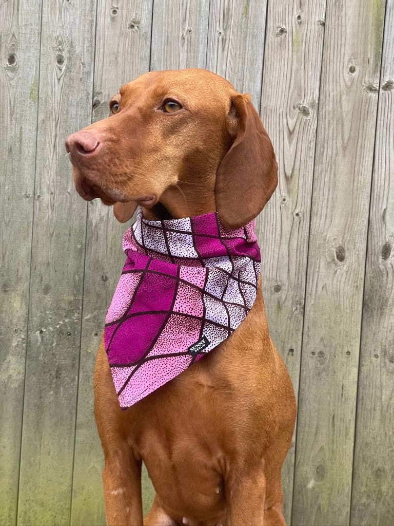 Vizsla trägt ein Hundehalstuch im Ethnomuster in lila von SUNNY BERLIN