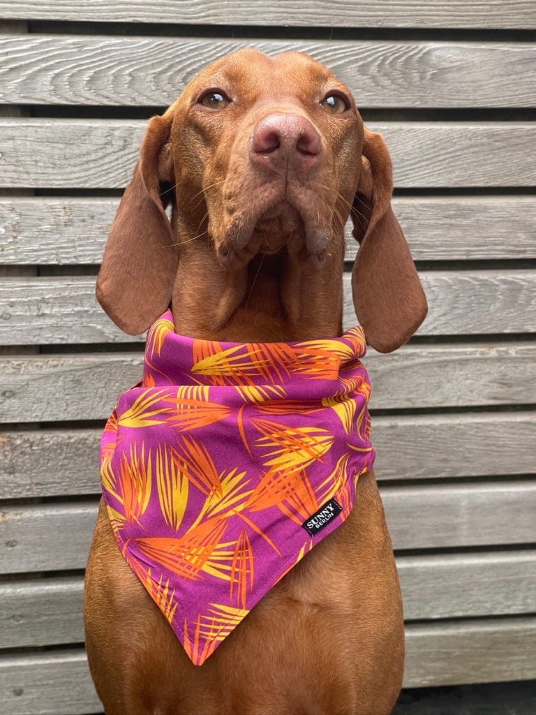 Vizsla trägt ein lila Bandana im Tropenmuster von SUNNY BERLIN