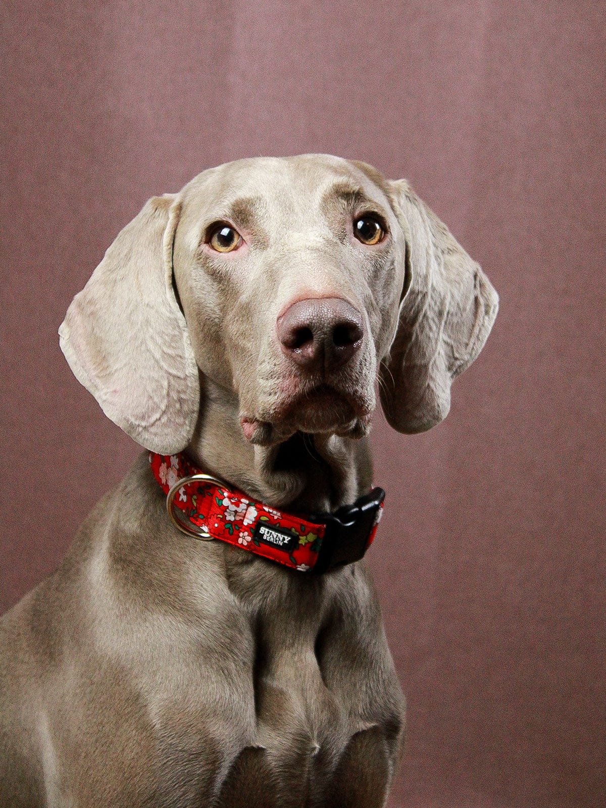 Weimaraner trägt ein rotes Hundehalsband mit Blumenmuster von SUNNY BERLIN