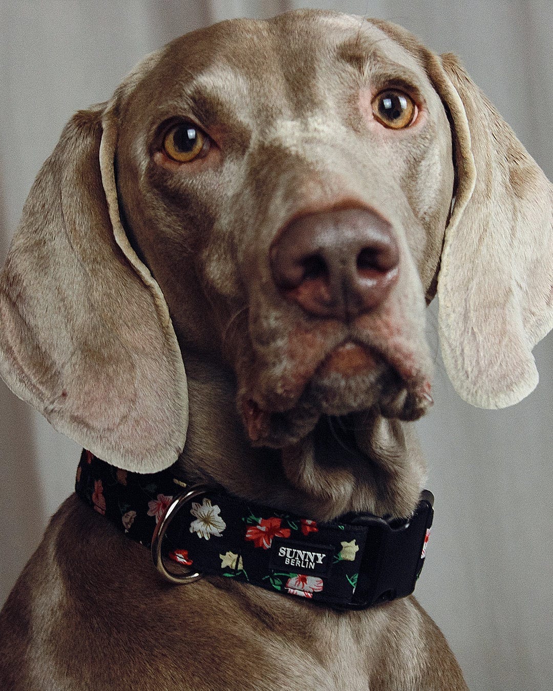 Weimaraner trägt ein Hundehalsband mit Blumenmuster in schwarz von SUNNY BERLIN