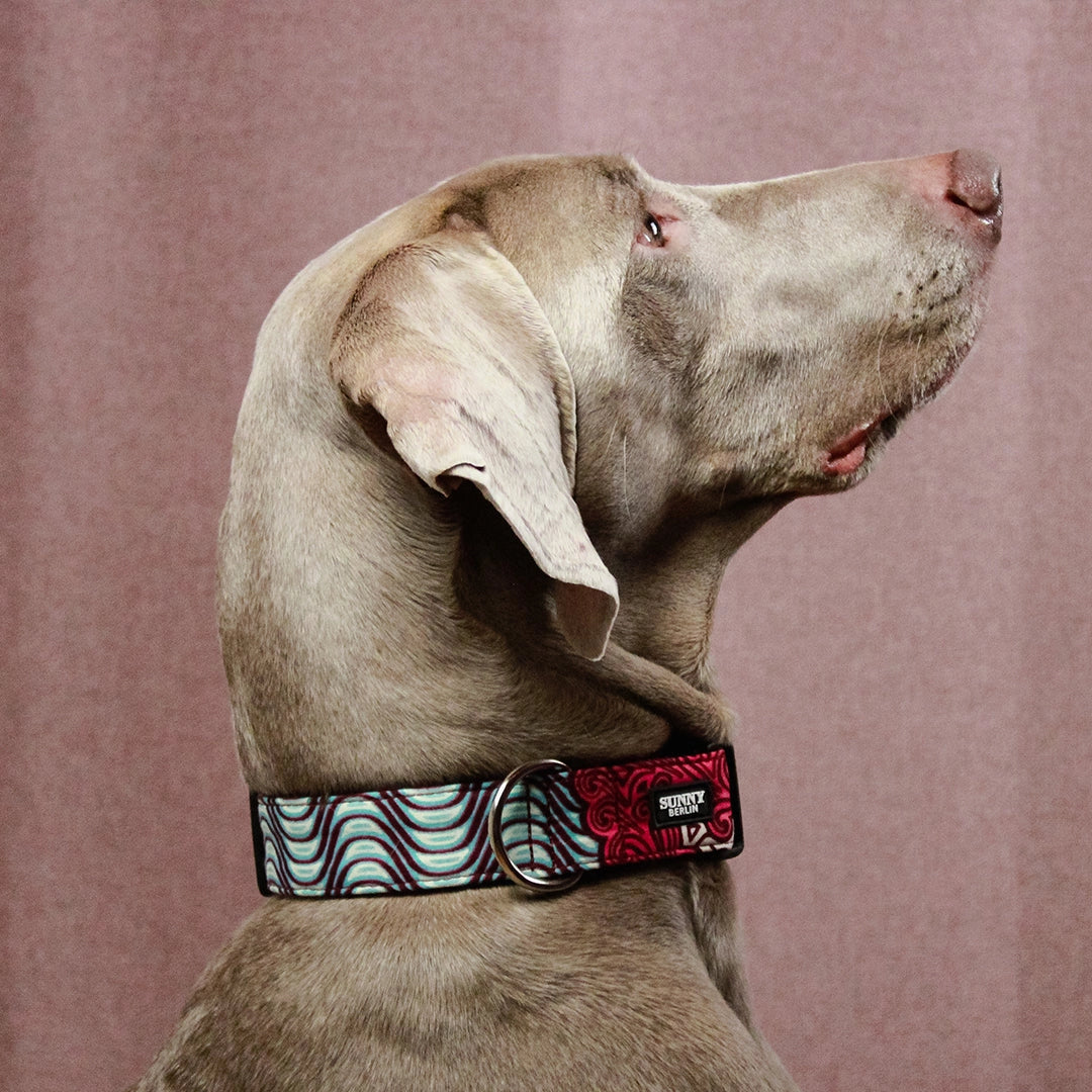 Weimaraner im Profil trägt Hundehalsband im Ethno Design von SUNNY BERLIN