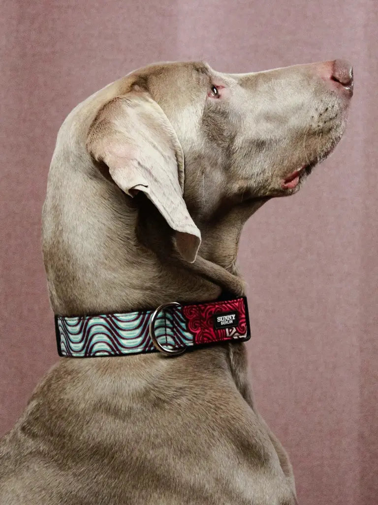 Weimaraner trägt ein Hundehalsband im Ethno Look von SUNNY BERLIN