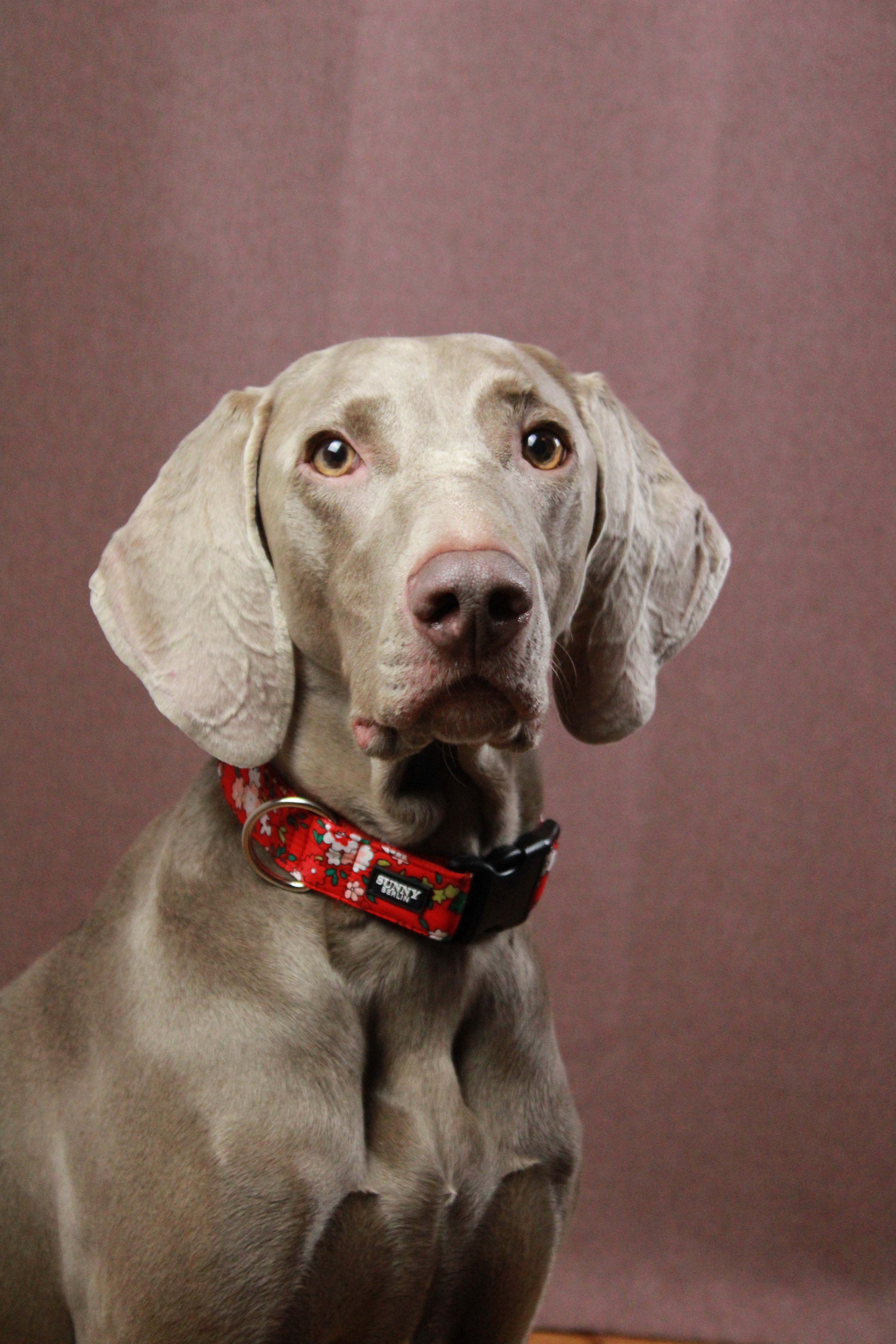 Weimaraner trägt ein Hundehalsband mit Blumenmuster in rot und Verschluss in schwarz von SUNNY BERLIN