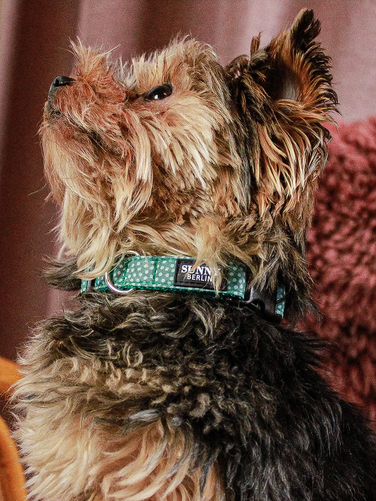 Ein Yorkshire Terrier trägt ein petrolfarbenes Hundehalsband mit weißen Punkten von SUNNY BERLIN
