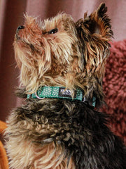 Ein Yorkshire Terrier trägt ein Hundehalsband in Petrolgrün mit Punktemuster – SUNNY BERLIN