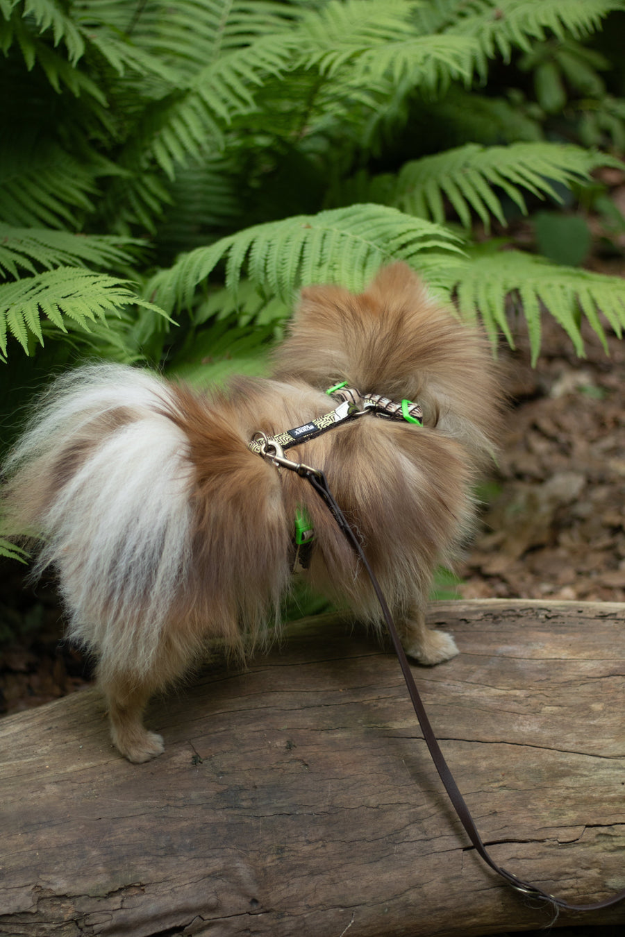 Zwergspitz trägt ein Hundegeschirr von SUNNY BERLIN mit traditionell afrikanischem Muster in Grüntönen. Schieber und Verschluss aus Kunststoff in neon grün