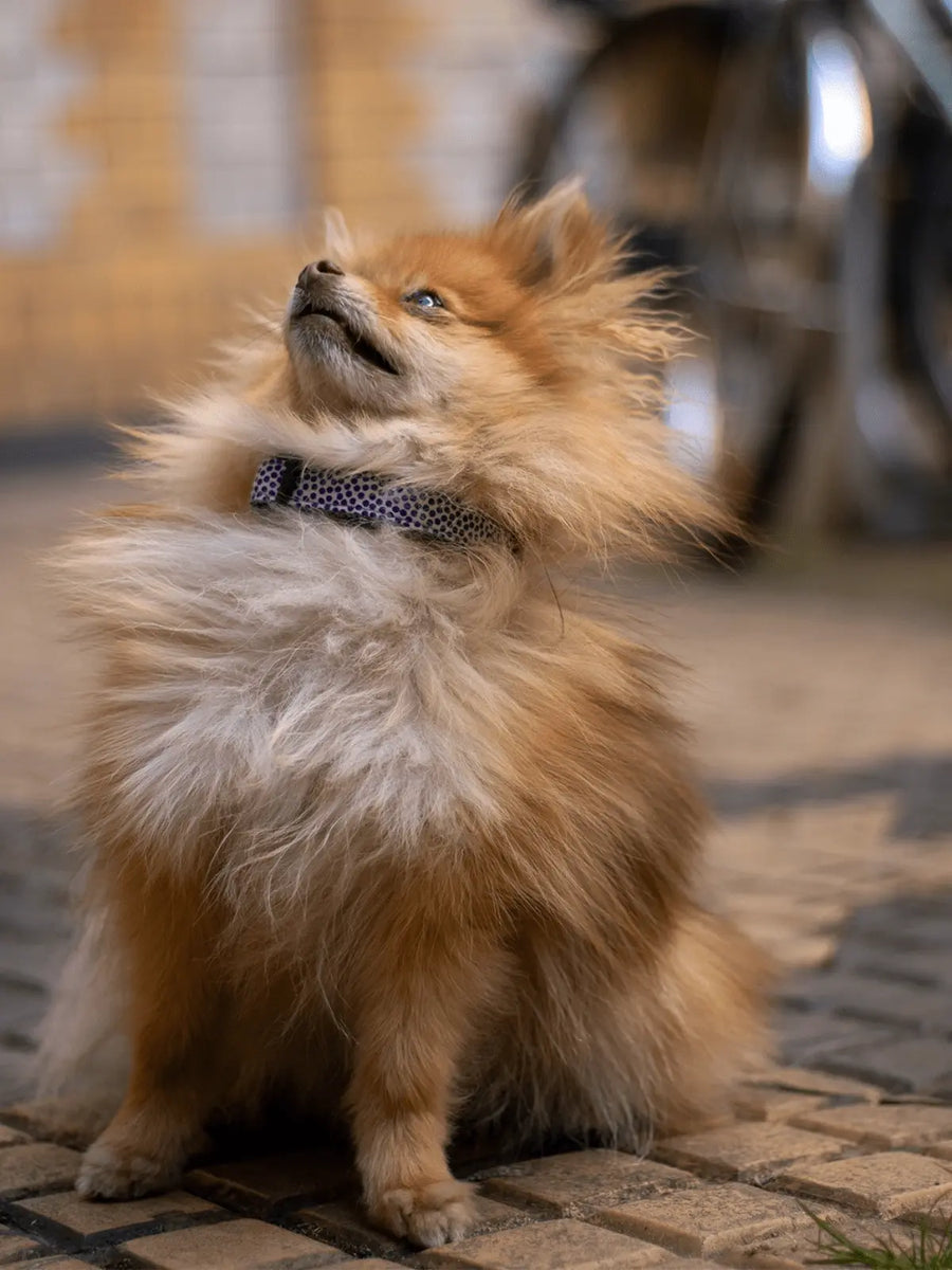 Hellbrauner Pomeranian trägt ein lilafarbenes Hundehalsband mit Punkten von SUNNY BERLIN